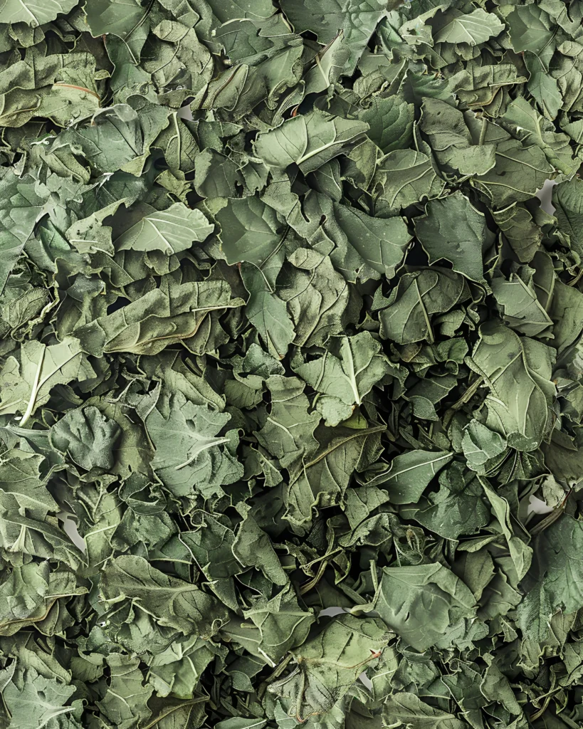 Harvested kratom leaves being processed