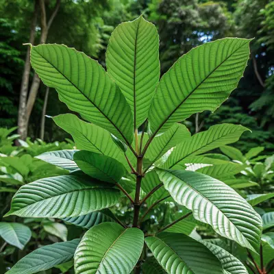 Unharvested kratom leaves in Thailand